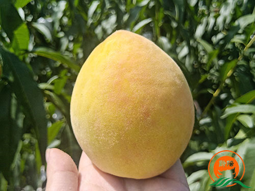 黔陽瞐黔陽黃桃產業園4 黔陽瞐黔陽黃桃產業園4